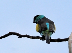 Psephotus dissimilis