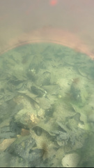 Pyganodon grandis