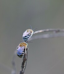 Amegilla cingulata