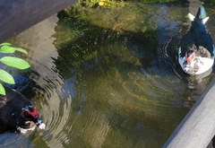 Cairina moschata domestica