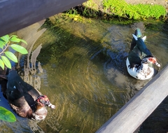 Cairina moschata domestica