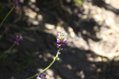Monnina linearifolia