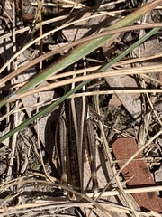 Macrotona securiformis