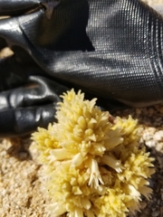 Aphyllon cooperi