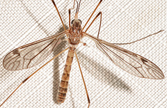 Tipula aprilina