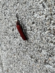 Dictyoptera aurora