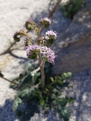 Phacelia crenulata minutiflora