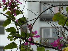 Aethopyga christinae