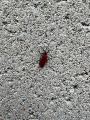 Dictyoptera aurora