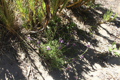 Monnina linearifolia