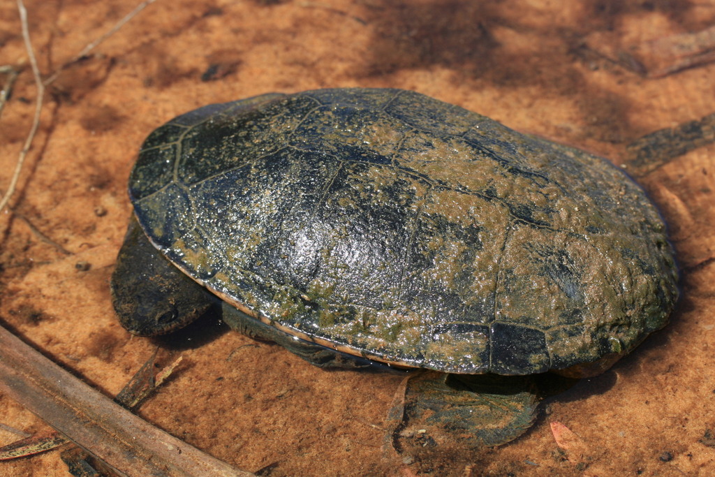 Chelodina kuchlingi