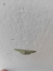 Chlorochlamys chloroleucaria