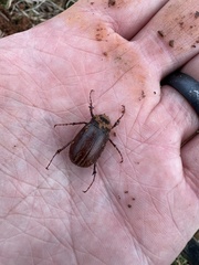 Phyllophaga