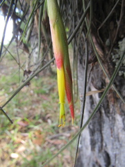 Tillandsia schiedeana