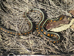 Thamnophis sirtalis concinnus