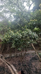 Liquidambar chinensis