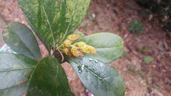 Liquidambar chinensis