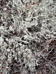 Cladonia boryi