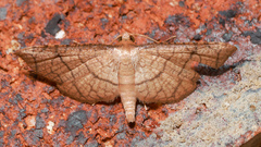 Hypolamprus ypsilon