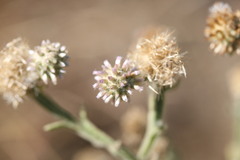 Pterocaulon sphacelatum