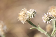 Pterocaulon sphacelatum