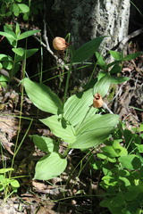 Cypripedium parviflorum pubescens