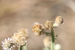 Pterocaulon sphacelatum