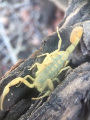 Centruroides exilicauda