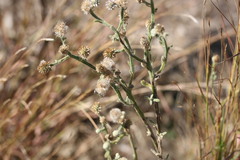 Pterocaulon sphacelatum