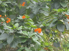 Cordia sebestena