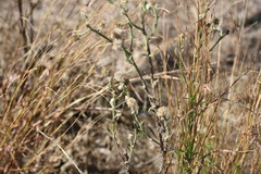 Pterocaulon sphacelatum