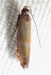 Battaristis vittella