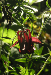 Aquilegia atrovinosa