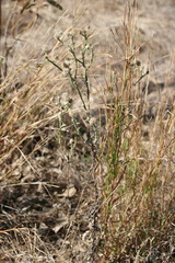 Pterocaulon sphacelatum