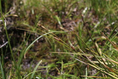 Carex aematorrhyncha