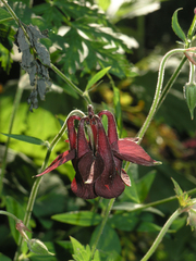 Aquilegia atrovinosa