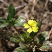 Goodenia sepalosa sepalosa - Photo (c) Benjamin Anderson, some rights reserved (CC BY), uploaded by Benjamin Anderson
