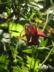 Aquilegia atrovinosa