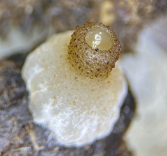 Peziza fimeti