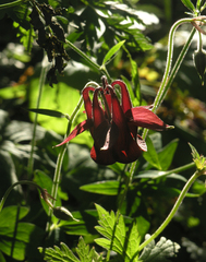 Aquilegia atrovinosa
