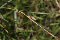 Carex aematorrhyncha