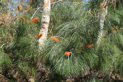 Grevillea pteridifolia