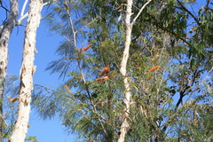 Grevillea pteridifolia