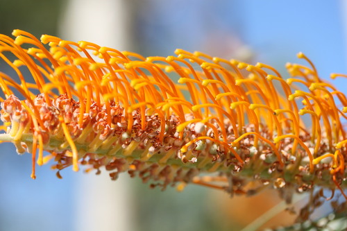 Image of Grevillea pteridifolia by (c) Benjamin Anderson, some rights reserved (CC BY)