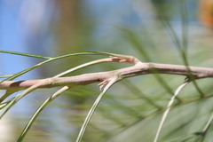 Grevillea pteridifolia