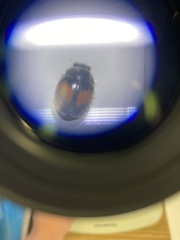 Diomus notescens