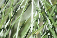 Grevillea pteridifolia