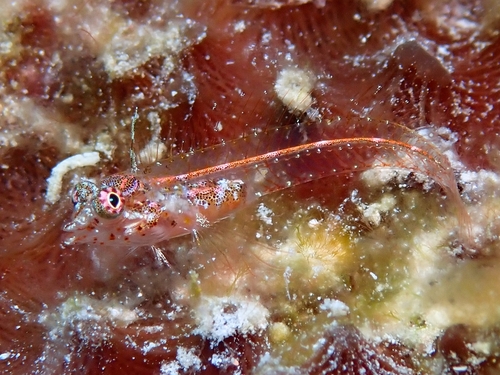 Fine-cirrus Blenny