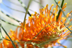Grevillea pteridifolia