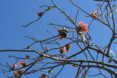 Brachychiton viscidulus